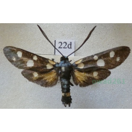 Zygaena ephialtes (Linnaeus, 1767) Kraśnik goryszowiec Deutschland22d